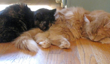 one cat is sleeping with her head on another sleeping cat